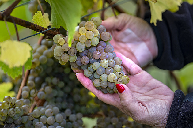 Návrat ke kořenům. Vinice v Čechách ožívají na starých místech
