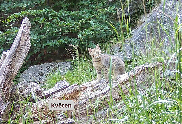 V Lužických horách se usadila vzácná kočka divoká. Jonáš a Tonka už mají mladé