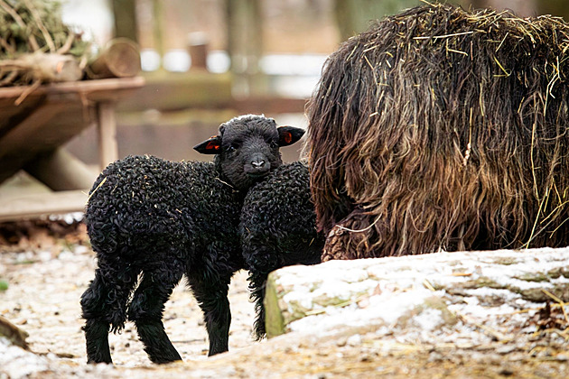 Ostravské valašky v zoo se těší z jehňat. Bílé ovečky mají tmavou srst