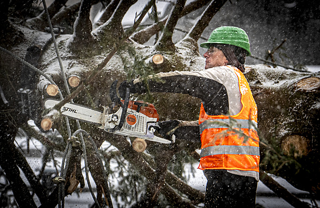 Strom položili a nastoupil dřevorubec. Ze Staroměstského náměstí odvezli vánoční smrk