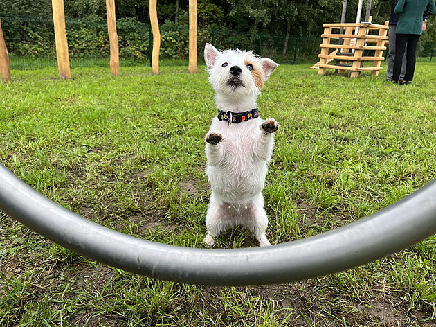 Psí loučka, nebo slackline. Co byste si přáli? Ptají se lidí v částech Plzně