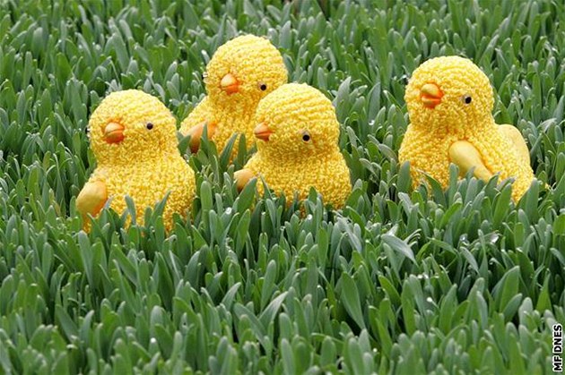 Osení na velikonoční stůl zasejte hned. Na husté trsy máte nejvyšší čas