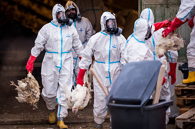 Veterináři prověřují šíření chřipky skrz firmu Perena. Pomůže očkování?