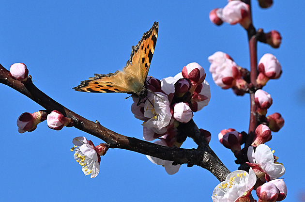 Šittův řez meruněk: kdy a jak stříhat. Posune kvetení a zvýší úrodu