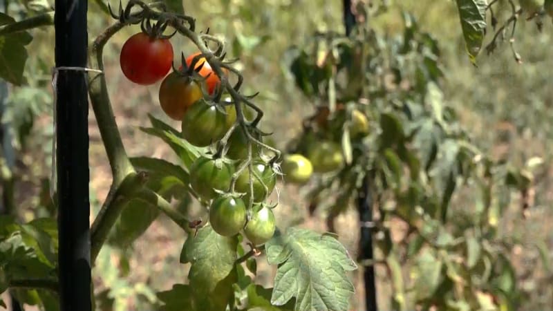 Co když sazenice nezničil mráz ani špatný substrát? S reklamací může pomoci deník pěstitele