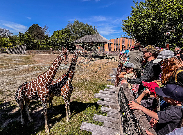 Savanu buvolům, druhý kemp. Dvorská zoo slaví 80 let a má velké plány