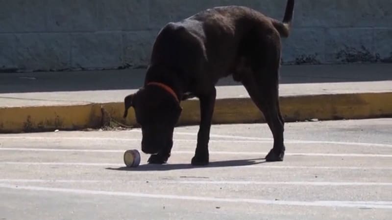 Psí recidivista v Alabamě léta vykrádal obchod s potravinami. Kumpánům nosil zmrzlinu i nugety