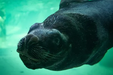 V zoo v Liberci uhynul lachtan Hugo, pozřel hlavu panenky