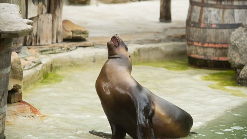 Lachtan Hugo není jediný: Kvůli lidské neopatrnosti uhynula v českých zoo i další zvířata