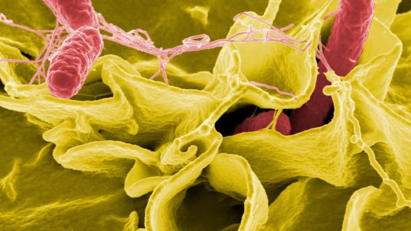 Epidemie ve škole: Nemocní žáci z Újezdu nad Lesy mají salmonelu. Potíže hlásí už 240 dětí