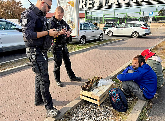 Pár prodával houby na parkovišti. Strážníci rázně zasáhli a vysvětlují proč